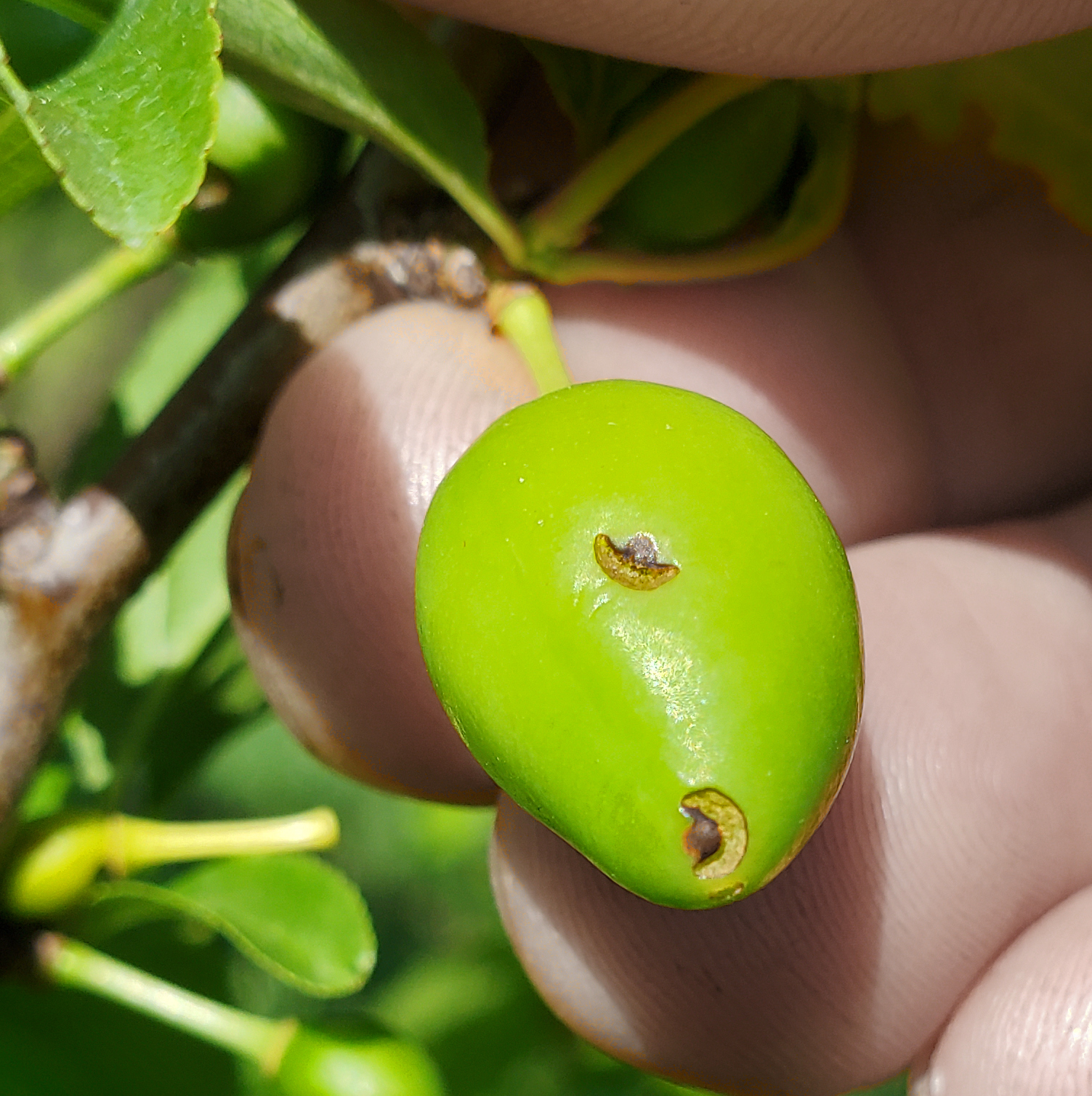plum curculio oviposition scars on Japanese plum